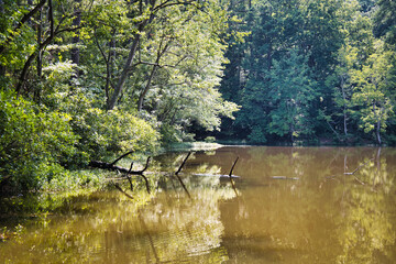 A nice sunny view of lush green trees reflecting in the water by a fallen tree at Lake Wheeler Park in Raleigh, North Carolina in the summer sun.