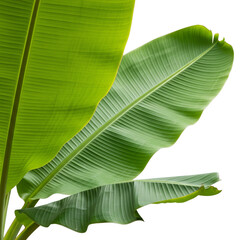 Fresh banana leaves on Isolated transparent background png. generated with AI