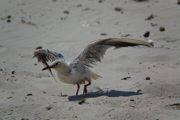 slender billed gull (Chroicocephalus genei) drying its wings on Tunisian coast