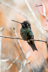 Magnificent Hummingbird photographed in Costa Rica cloud forest