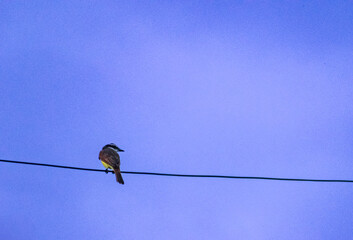 blue tit on branch