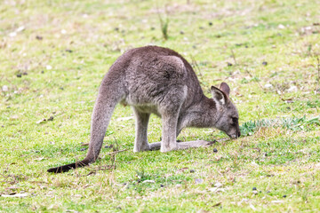 Photograph of a small Kangaroo eating lush grass in the midday sunshine in Capertee Valley in the Wollemi National Park in the Central Tablelands of NSW, Australia.