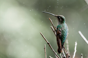 Fototapeta premium Magnificent Hummingbird photographed in Costa Rica cloud forest