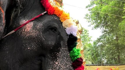 Closeup of decorated elephant participating in a temple festival in Kerala, India