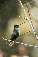 Magnificent Hummingbird photographed in Costa Rica cloud forest