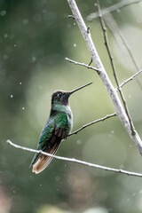 Magnificent Hummingbird photographed in Costa Rica cloud forest