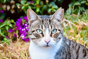 Obraz premium portrait of a cat
