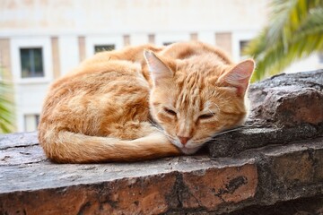 Sleeping cat