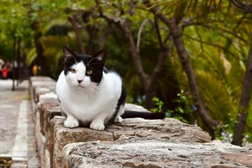 black and white cat