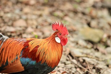 Rooster