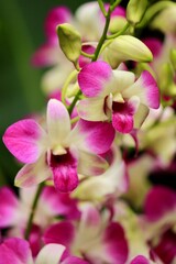 Fototapeta premium Pink and white orchids