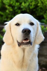 golden retriever portrait