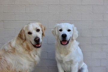 two golden retriever dogs