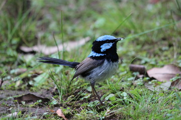 Fototapeta premium blue tit on a branch