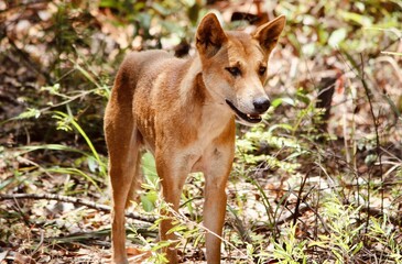 black backed jackal