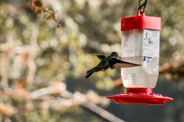 Hummingbird hovering near a red nectar feeder in a garden with blurred background © PIC by Femke