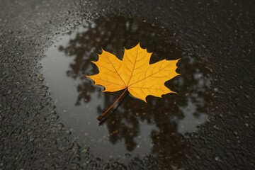autumn leaves on the ground, yellow maple leaf in a puddle on the asphalt, close-up