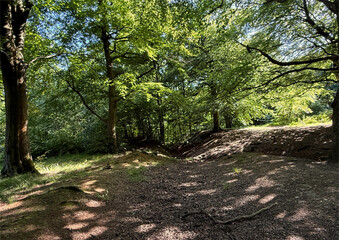 Fototapeta premium Dappled sunlight streams through leafy green canopy, tracing shadows along a quiet forest path in Judy Woods, Bradford.
