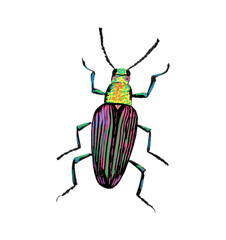 Colorful beetle illustration vector on a transparent background, hand drawn insect graphic
