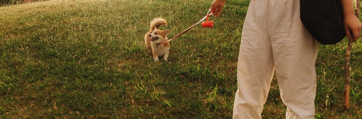 Dog walker and Welsh Corgi dog enjoy sunny day out on sidewalk. Female leads her dog at leash in...