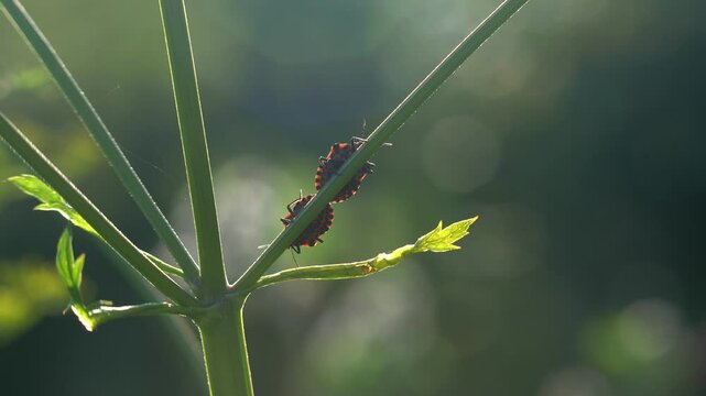 Two red bugs engage in mating behavior as they crawl up a slender stem. This intimate encounter showcases the fascinating world of insects, highlighting their vibrant colors and natural instincts