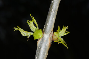 Amur-Korkbaum,  Phellodendron amurense