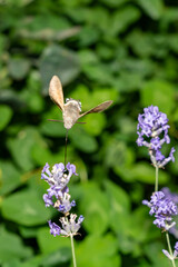 Hummingbird hawk-moth flying over blooming lavender flowers in a summer garden. Nature photography. Pollination and insect behavior concept. Design for postcard, wallpaper, banner, greeting card.