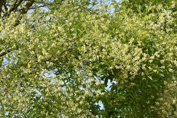 Amur-Korkbaum,  Phellodendron amurense