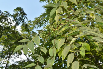 Amur-Korkbaum,  Phellodendron amurense