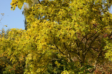 Amur-Korkbaum,  Phellodendron amurense