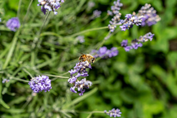 Bee collecting nectar from purple lavender flower. Macro photography of insect on blooming plant. Pollination and gardening concept. Design for postcard, poster, wallpaper, banner. Macro shot