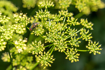 Obraz premium Fly sitting on yellow flowering dill plant. Macro photography of insect on blooming herb in garden. Pollination and botany concept. Design for postcard, wallpaper, banner, poster. Macro shot