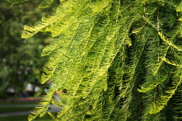 the larch tree Background Young branches of larch. Closeup of green larch young needles. Larix...