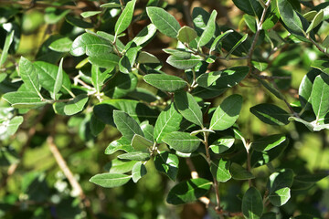 Brasilianische Guave, Acca sellowiana