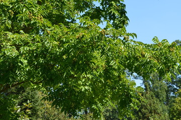 Amur-Korkbaum,  Phellodendron amurense