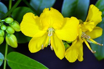 Kassie, Gewürzrinde, Senna corymbosa