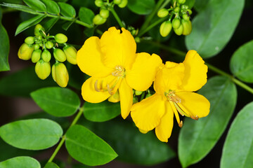 Kassie, Gewürzrinde, Senna corymbosa