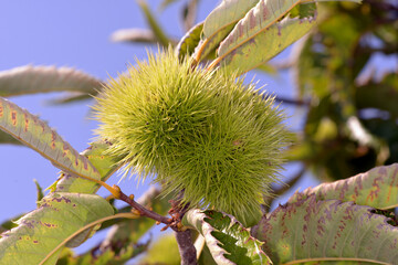 Kastanie,  Edelkastanie,  Castanea sativa