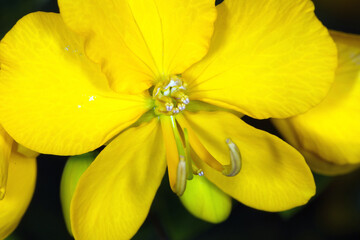Kassie, Gewürzrinde, Senna corymbosa