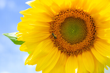 Close-up of a sunflower with a core and a bee collecting pollen on its bright yellow petals