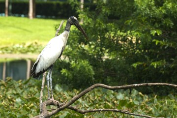 stork in the forest