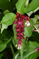 Obraz premium Karamellstrauch, Himalaya-Geißblatt, Leycesteria formosa