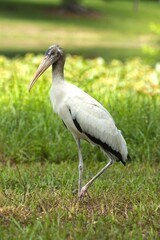 great stork in the grass