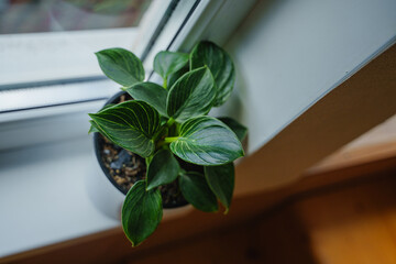 A potted flower stands on the windowsill. Houseplant Philodendron Birkin top view. 