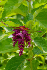 Karamellstrauch, Himalaya-Gei&szlig;blatt,  Leycesteria formosa