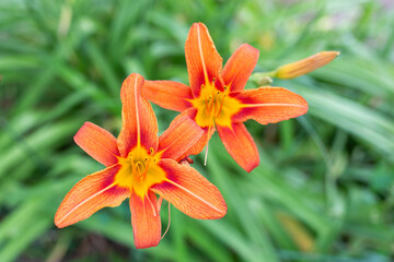 Detailed close-up of two bright orange lilies with yellow centers in full bloom. Hemerocallis -...