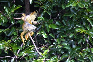 Naklejka premium iguana on a branch