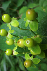 green apples on a tree