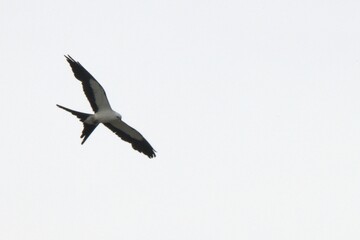 Obraz premium eagle in the sky