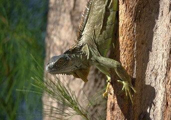 iguana on tree